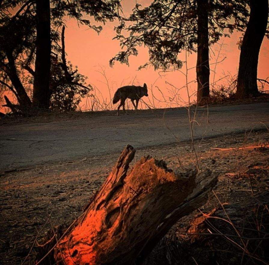 Urban coyote calls it a day